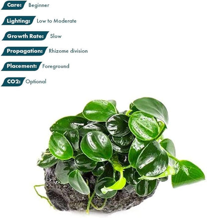 Live Plants – Anubias Nana Petite (Anubias barteri VAR. Nana &