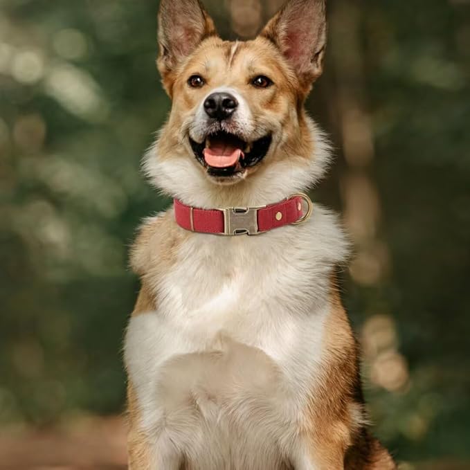 PET ARTIST Dog Collars for Medium Dogs, Soft Padded Premium Nylon Dog Collar with Quick Release Metal Buckle, Durable &amp; Adjustable Pet Collars for Girl Gifts, Red, M (Fit 13-20")
