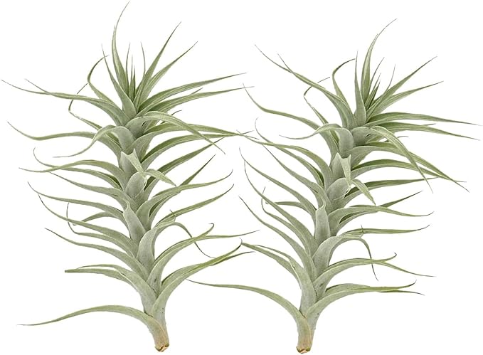 Live Air Plants - Tillandsia Albida 7-12" - 2ct – ragnaroc Live Indoor Plant - Live Arrival Guaranteed - House Plants for Home Decor &amp; Gift