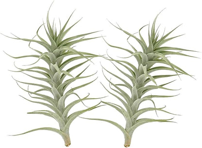 Live Air Plants - Tillandsia Albida 7-12" - 2ct – ragnaroc Live Indoor Plant - Live Arrival Guaranteed - House Plants for Home Decor &amp; Gift