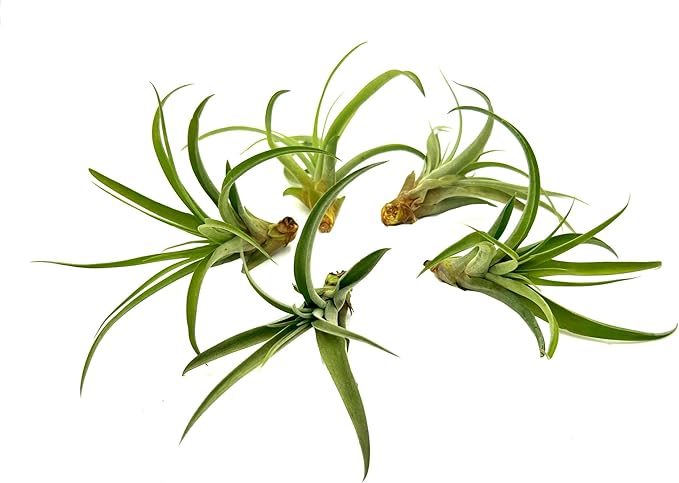 Air Plants - Tillandsia Capitata (Peach), Large 5-7” - 5 ct - Live Arrival Guaranteed - House Plants for Home Decor &amp; Gift
