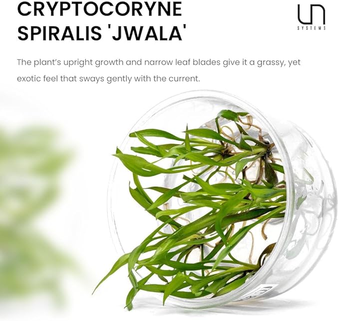 UNS Snail Free TC Jwala Crypt (Cryptocoryne spiralis &