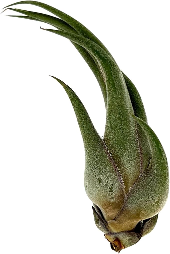 Air Plants - Tillandsia Seleriana, Large 4-6" - 2ct - Live Arrival Guaranteed - House Plants for Home Decor &amp; Gift