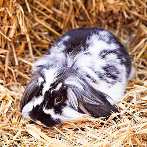 Blue Mountain Hay | Fresh Alfalfa Hay (40 Ounce) | High Leaf Retention | Nutritious High-Altitude Hay Pet Food for Rabbits, Guinea Pigs, Chinchillas, Hamsters, and Other Small Pets