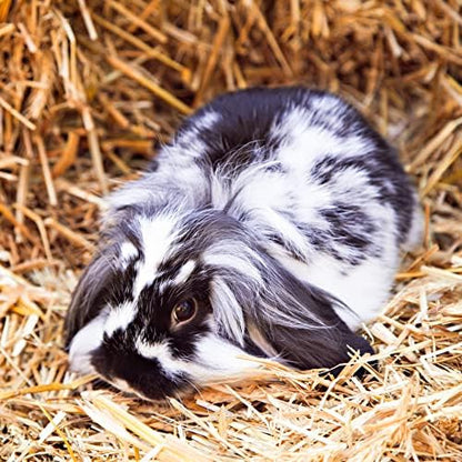 Blue Mountain Hay | Fresh Alfalfa Hay (40 Ounce) | High Leaf Retention | Nutritious High-Altitude Hay Pet Food for Rabbits, Guinea Pigs, Chinchillas, Hamsters, and Other Small Pets