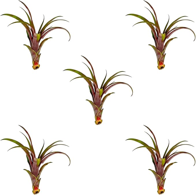 Air Plants - Tillandsia Red Capitata, Large 5-7” - 5 ct - Live Arrival Guaranteed - House Plants for Home Decor &amp; Gift