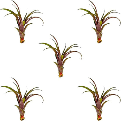 Air Plants - Tillandsia Red Capitata, Large 5-7” - 5 ct - Live Arrival Guaranteed - House Plants for Home Decor &amp; Gift