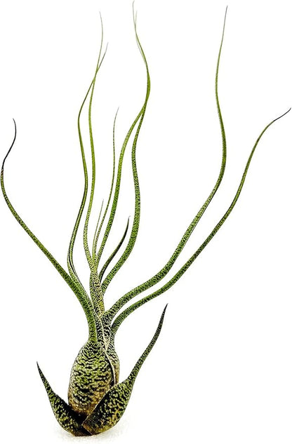 Live Air Plants - Tillandsia Butzii, Jumbo 7-9" - 3ct - Live Arrival Guaranteed - House Plants for Home Decor &amp; Gift