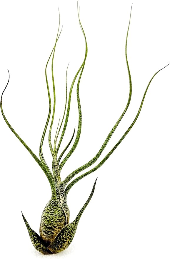 Live Air Plants - Tillandsia Butzii, Jumbo 7-9" - 5ct - Live Arrival Guaranteed - House Plants for Home Decor &amp; Gift