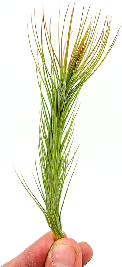 Air Plants - Tillandsia Funckiana Hybrid, Large 5-7" - 3ct - Live Arrival Guaranteed - House Plants for Home Decor &amp; Gift