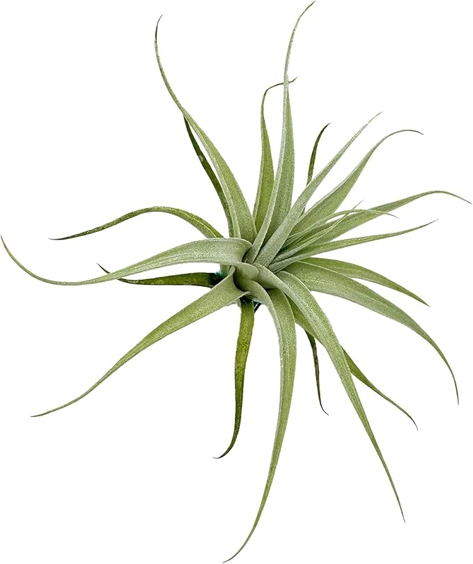 Live Air Plants - Tillandsia Albida 3-5" - 3ct – ragnaroc Live Indoor Plant - Live Arrival Guaranteed - House Plants for Home Decor &amp; Gift