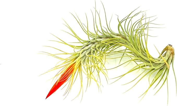 Air Plants - Tillandsia Funckiana Hybrid, Large 5-7" - 2ct - Live Arrival Guaranteed - House Plants for Home Decor &amp; Gift
