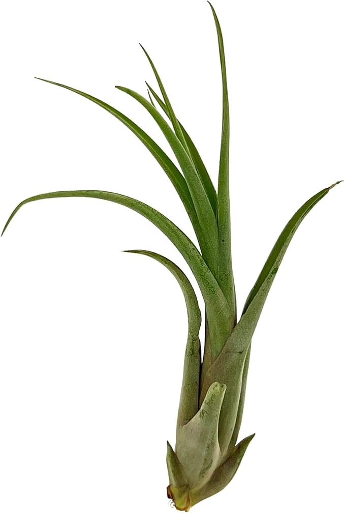Live Air Plant – Tillandsia Capiput, Jumbo 6-9” - 1ct - Live Arrival Guaranteed - House Plants for Home Decor &amp; Gift