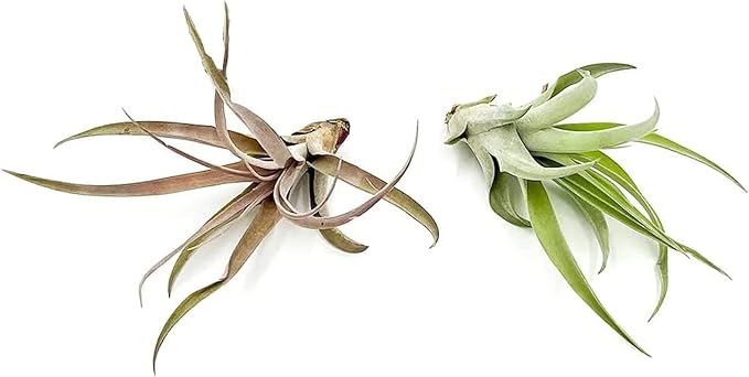 Air Plants - Tillandsia Capitata (Peach), Large 5-7” - 2 ct - Live Arrival Guaranteed - House Plants for Home Decor &amp; Gift