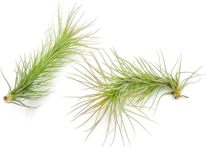 Air Plants - Tillandsia Funckiana, Large 5" - 1ct - Live Arrival Guaranteed - House Plants for Home Decor &amp; Gift
