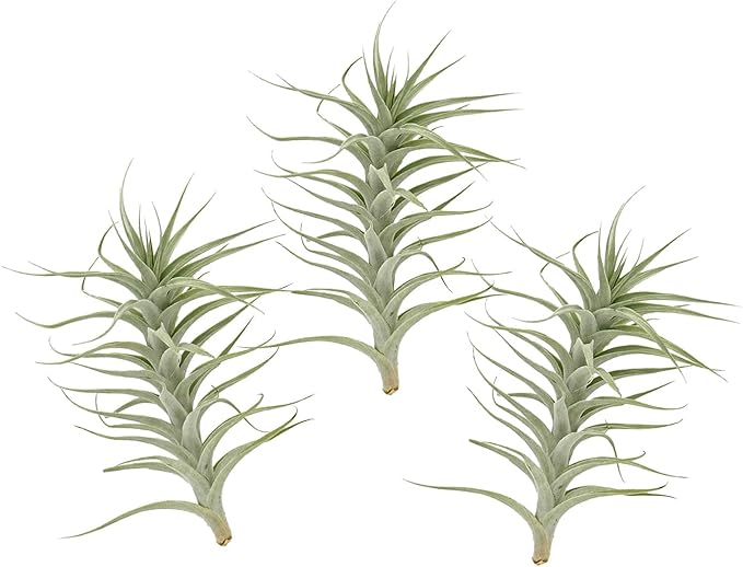 Live Air Plants - Tillandsia Albida 7-12" - 3ct – ragnaroc Live Indoor Plant - Live Arrival Guaranteed - House Plants for Home Decor &amp; Gift