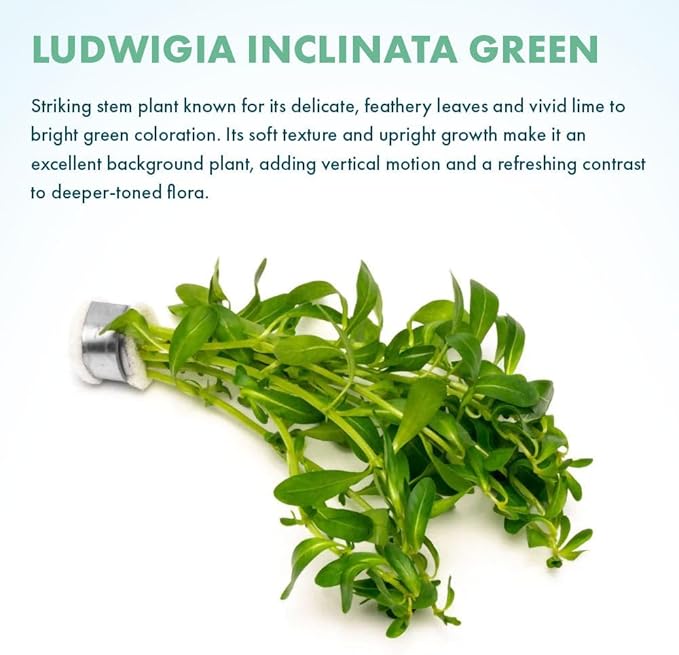 Live Plant - Ludwigia Inclinata &