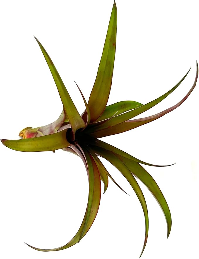 Air Plants - Tillandsia Red Capitata, Large 5-7” - 3 ct - Live Arrival Guaranteed - House Plants for Home Decor &amp; Gift
