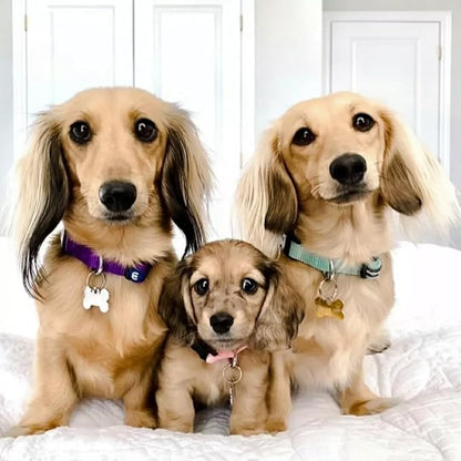 Blueberry Pet Essentials Matching Adjustable &amp; Durable Classic Solid Color Nylon Dog Collars for Medium Dogs | Highlighter Yellow Collar Medium Girl and Boy Dogs for Pet Owner
