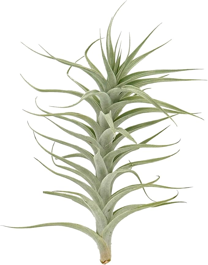 Live Air Plants - Tillandsia Albida 7-12" - 3ct – ragnaroc Live Indoor Plant - Live Arrival Guaranteed - House Plants for Home Decor &amp; Gift
