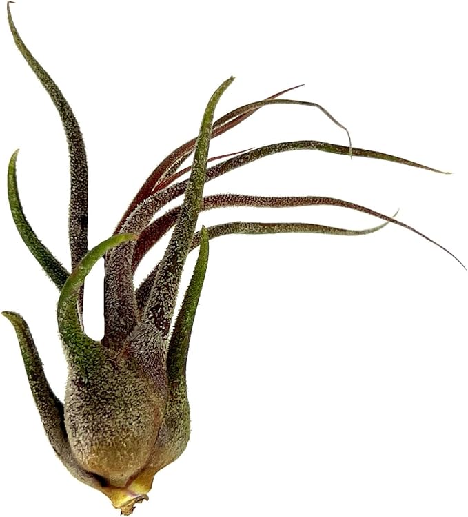 Air Plants - Tillandsia Pruinosa, Large 3-5" - 2ct - Live Arrival Guaranteed - House Plants for Home Decor &amp; Gift
