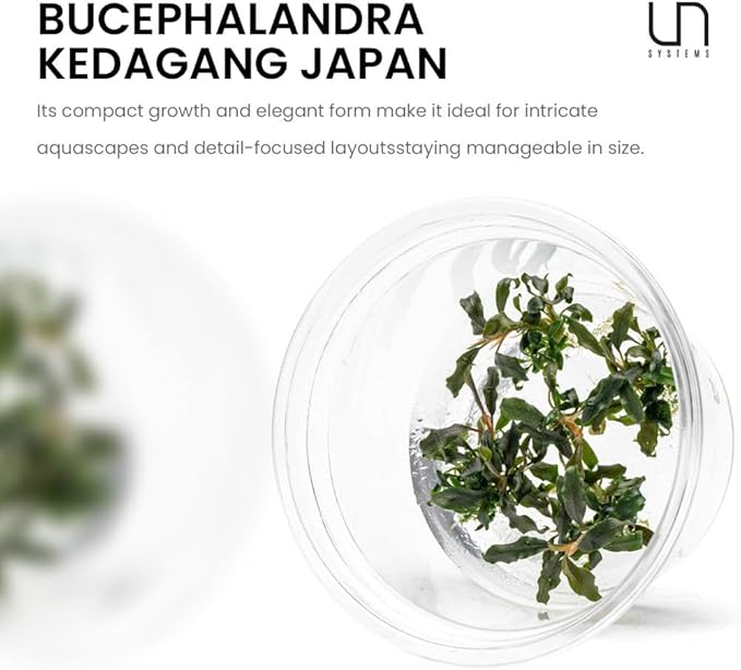 UNS Snail Free TC Bucephalandra Kedagang Japan (Bucephalandra sp. &