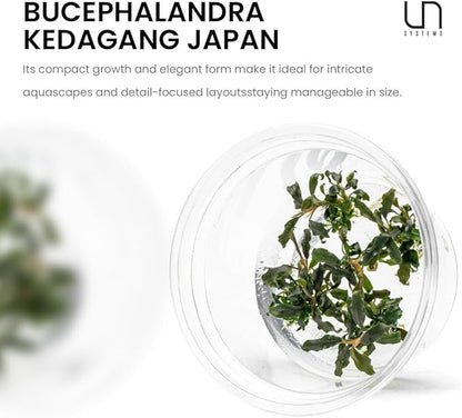 UNS Snail Free TC Bucephalandra Kedagang Japan (Bucephalandra sp. &