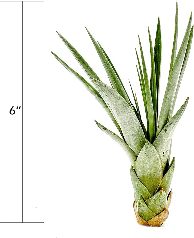 Air Plants - Tillandsia Fasciculata Tricolor, Large 4-6" - 2ct - Live Arrival Guaranteed - House Plants for Home Decor &amp; Gift