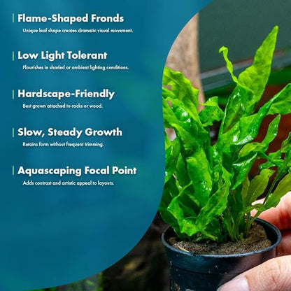 Live Plants - Java Fern ‘Flaming’ (Microsorum pteropus &