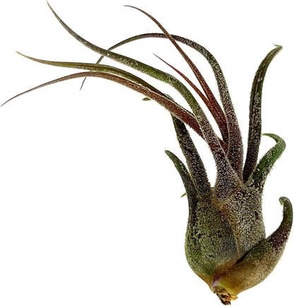 Air Plants - Tillandsia Pruinosa, Large 3-5" - 1ct - Live Arrival Guaranteed - House Plants for Home Decor &amp; Gift