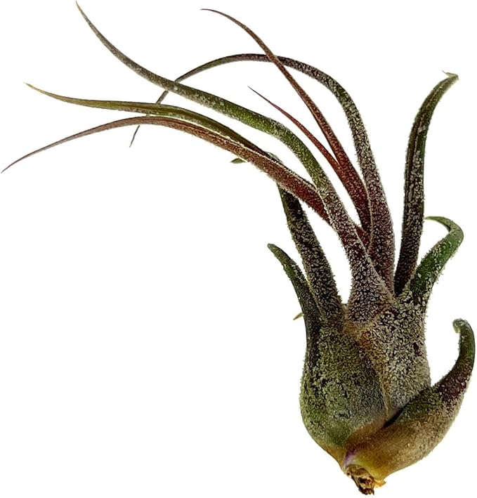 Air Plants - Tillandsia Pruinosa, Large 3-5" - 5ct - Live Arrival Guaranteed - House Plants for Home Decor &amp; Gift