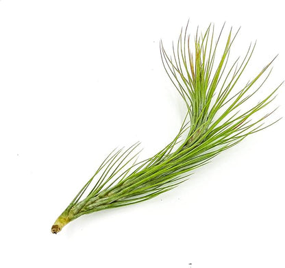 Air Plants - Tillandsia Funckiana Hybrid, Large 5-7" - 5ct - Live Arrival Guaranteed - House Plants for Home Decor &amp; Gift