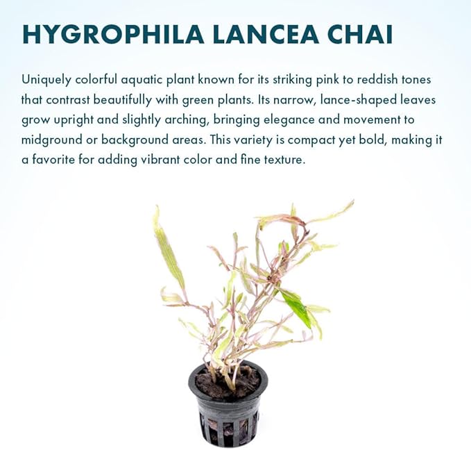 Live Plants – Chai Hygrophila (Hygrophila lancea &