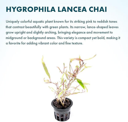 Live Plants – Chai Hygrophila (Hygrophila lancea &