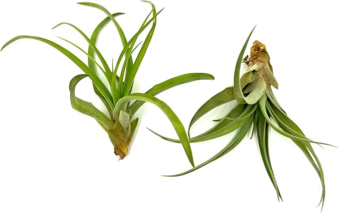 Air Plants - Tillandsia Capitata (Peach), Large 5-7” - 2 ct - Live Arrival Guaranteed - House Plants for Home Decor &amp; Gift