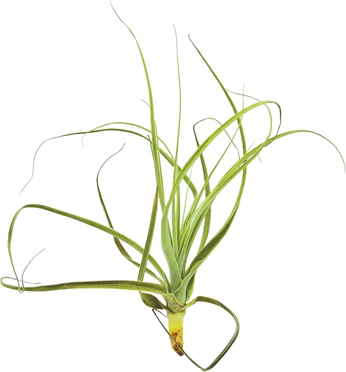 Air Plants - Tillandsia Straminea Jumbo 6-9" - 1ct - Live Arrival Guaranteed - House Plants for Home Decor &amp; Gift
