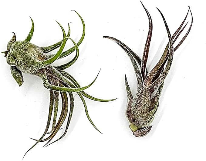 Air Plants - Tillandsia Pruinosa, Large 3-5" - 2ct - Live Arrival Guaranteed - House Plants for Home Decor &amp; Gift
