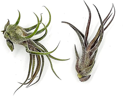 Air Plants - Tillandsia Pruinosa, Large 3-5" - 2ct - Live Arrival Guaranteed - House Plants for Home Decor &amp; Gift