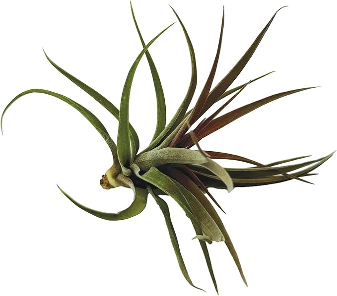 Air Plants - Tillandsia Brachycaulos Abdita, Large 4-6" - 1 ct - Live Arrival Guaranteed - House Plants for Home Decor &amp; Gift