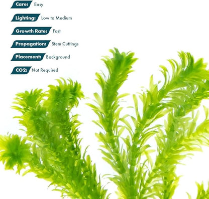 Live Plant - Anacharis (Egeria densa) - Easy Care, Low to Medium Light, Bright Green Accent, Freshwater Aquatic Plant for Aquascaping - Lead Bunch