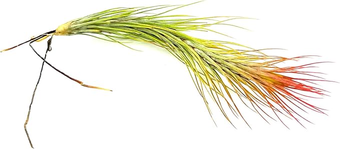 Air Plants - Tillandsia Funckiana Hybrid, Large 5-7" - 3ct - Live Arrival Guaranteed - House Plants for Home Decor &amp; Gift