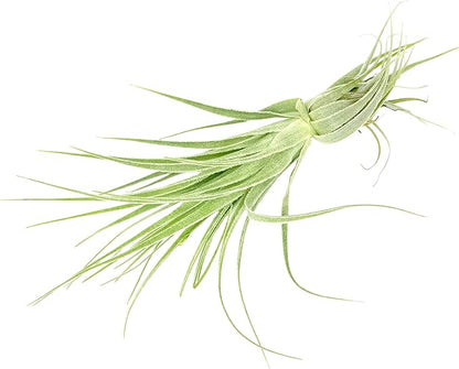 Live Air Plant - Tillandsia Gardneri 5-7” - ragnaroc Rare Collectors Indoor Tropical Plant - Live Arrival Guaranteed - House Plants for Home Decor &amp; Gift