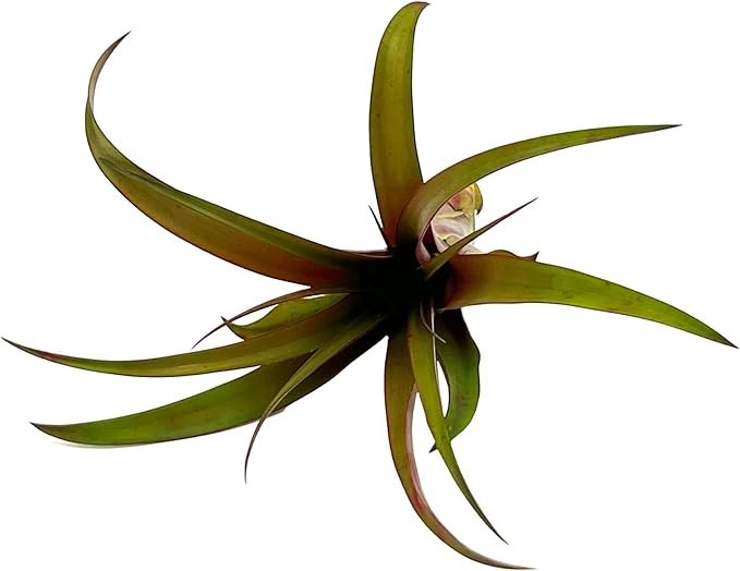 Air Plants - Tillandsia Red Capitata, Large 5-7” - 1ct - Live Arrival Guaranteed - House Plants for Home Decor &amp; Gift