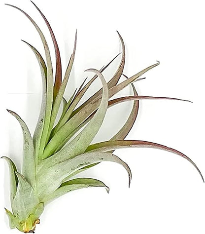 Air Plants - Tillandsia Brachycaulos Multiflora, Jumbo 5-7" - 1 ct - Live Arrival Guaranteed - House Plants for Home Decor &amp; Gift