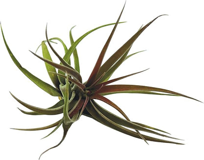 Air Plants - Tillandsia Brachycaulos Abdita, Large 4-6" - 5 ct - Live Arrival Guaranteed - House Plants for Home Decor &amp; Gift
