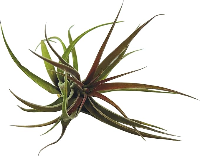 Air Plants - Tillandsia Brachycaulos Abdita, Large 4-6" - 3 ct - Live Arrival Guaranteed - House Plants for Home Decor &amp; Gift