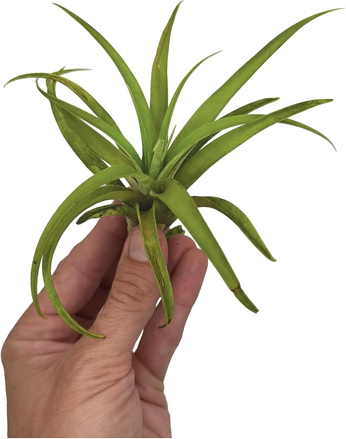 Air Plants - Tillandsia Capitata (Peach), Large 5-7” - 1 ct - Live Arrival Guaranteed - House Plants for Home Decor &amp; Gift