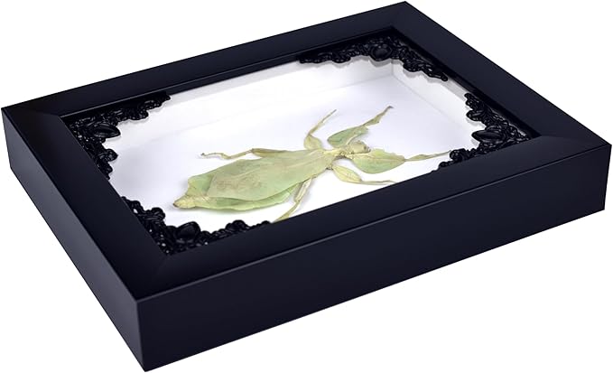 Tarantula or Leaf Insect in Gothic Shadow Box Frame | Mexican Gothic Taxidermy | Witch &amp; Halloween Décor for Bedroom | Goth Home Décor (Leaf Insect)
