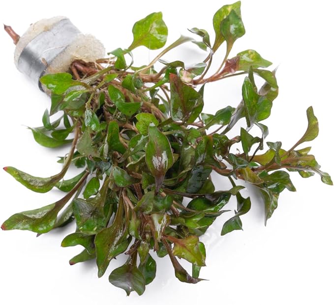 Alternanthera Bettzickiana - Decorative Live Aquatic Plant for Terrariums and Paludariums - (Bettzickiana, 1 Bunch)