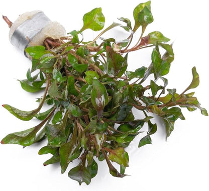Alternanthera Bettzickiana - Decorative Live Aquatic Plant for Terrariums and Paludariums - (Bettzickiana, 1 Bunch)